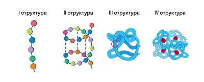 Молекула белка фото