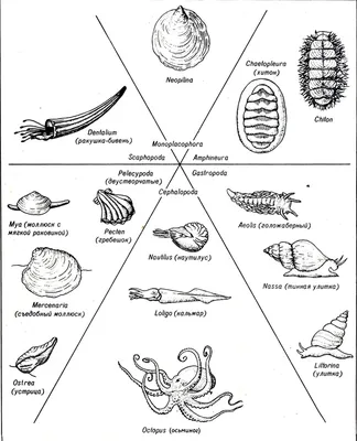 14. Моллюски [1981 Аллен Р.Д. - Наука о жизни]