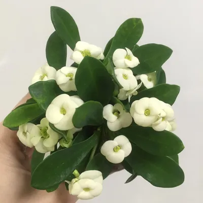 Растение ⌀ 5 Euphorbia MILII (Молочай белый, Эуфорбия) купить c доставкой  почтой | Адениум дома