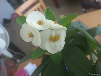 Молочай Эуфорбия ( Euphorbia ) - «Молочай Миля — колючая красота.» | отзывы