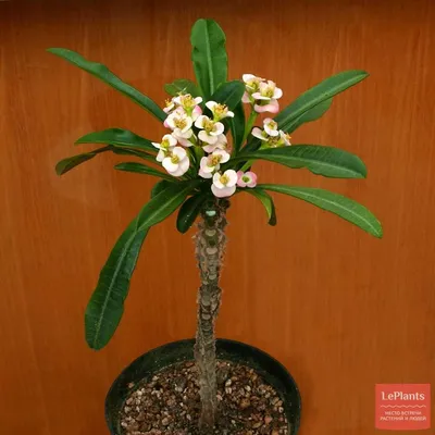 Молочай гребенчатый (Euphorbia lophogona) — описание, выращивание, фото |  на LePlants.ru