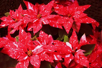 Фото красных цветок Молочай вблизи