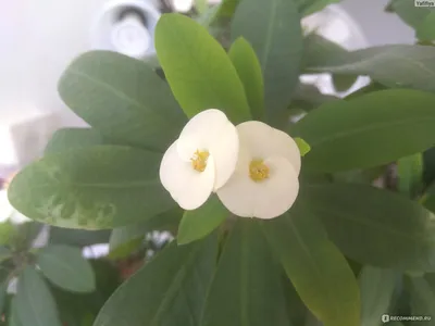 Молочай Эуфорбия ( Euphorbia ) - «Молочай Миля — колючая красота.» | отзывы