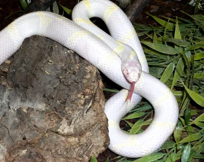 Синалойская молочная змея 🐍 Как и все королевские змеи, отлично подходит  даже для новичка в террариумистике😍 Несмотря на свою броскую… | Instagram