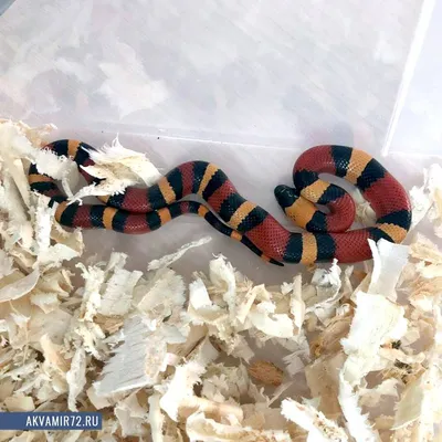 Самая красивая домашняя змея. Как содержать молочную змею? | PROpets | Дзен