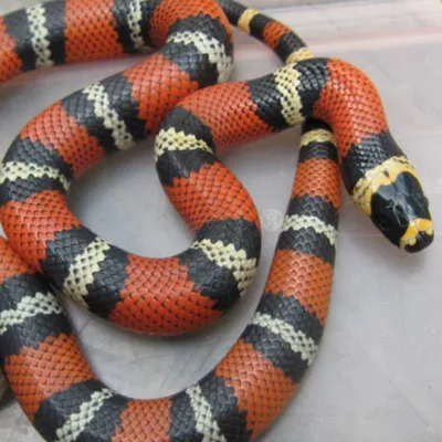 Молочная (не)ядовитая змея (Lampropeltis triangulum) и мимикрия | Пикабу