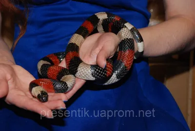 Красная молочная змея, sinaloe синалойка, синалойская молочная змея: 55 $ -  Рептилии Киев на Olx