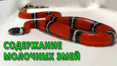 Гондурасская Молочная змея , Королевская змея, Питомник!: 2 000 грн. -  Рептилии Киев на Olx