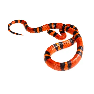 Молочная змея гондурасская Orange купить в интернет-магазине AQUA-SHOP