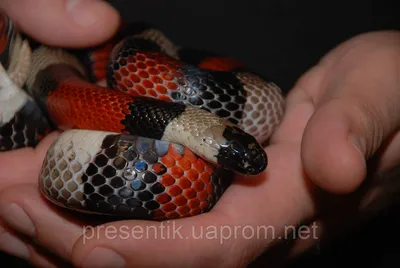 Королевская змея калифорнийская (Lampropeltis getulus californiae) купить в  Планете экзотики