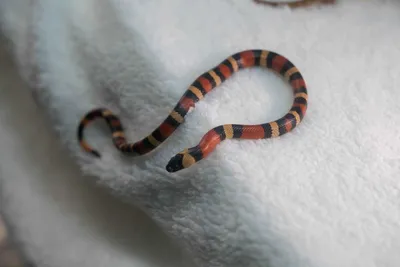 Lampropeltis Triangulum широко известный как молочная змея или молочная змея  является видом кингзмея Стоковое Фото - изображение насчитывающей красно,  рептилия: 213642168
