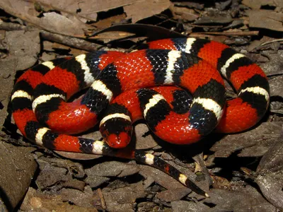 Гондурасская молочная змея фотография Stock | Adobe Stock