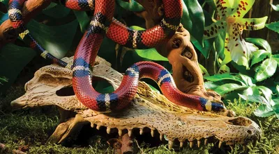 Синалойская молочная змея - Lampropeltis triangulum sinaloae