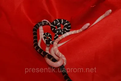 Гондурасская молочная змея — Lampropeltis triandulus ndurensis. Экспозиция  Экспозиция \"Экзотариум\". Сахалинский зооботанический парк.