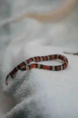 Молочная змея. Гондурасская змея. Lampropeltis triangulum hondurensis: 2  100 грн. - Змеи Киев на BON.ua 97283498