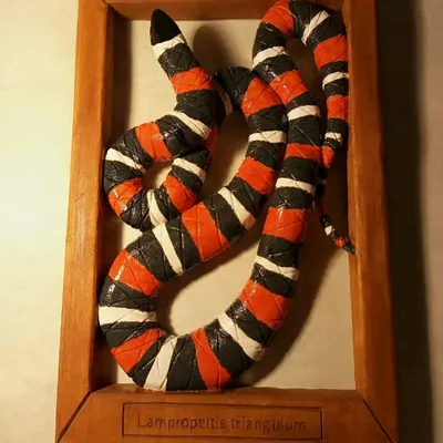 Королевская молочная змея Синалое, не ядовитая яркая змея + террариум: 70 $  - Рептилии Киев на Olx