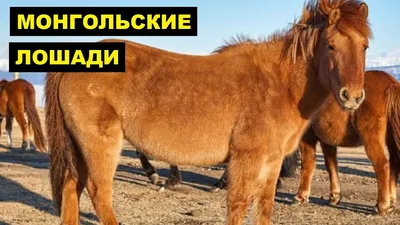 🐴Красавцы😍... 🇲🇳Монгольская лошадь🇲🇳... - Pax Mongolica 3.0 | Facebook