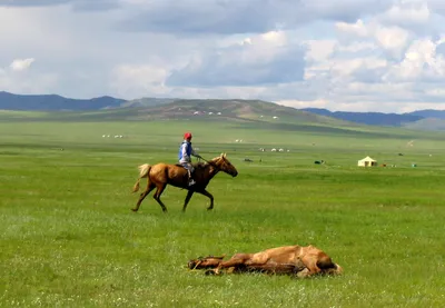 Монгольская лошадь (Mongolian horse, Mongol horse)