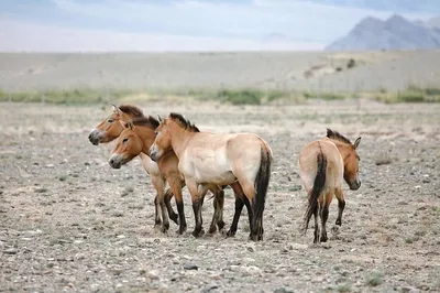 Аравийская лошадь Нангченская лошадь Монгольская лошадь Howrse American  Paint Horse, верховая езда, лошадь, разное, другие png | PNGWing