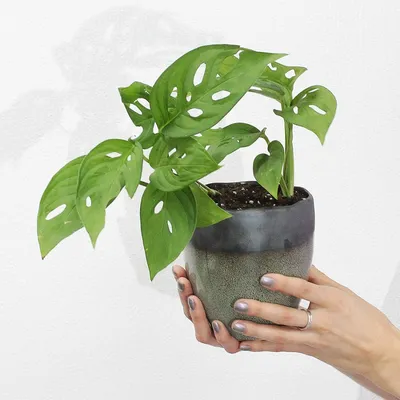 🌿 Монстера Адансона 🌿 растения для дома и офиса