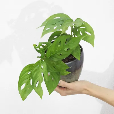 🌿 Монстера Адансона 🌿 растения для дома и офиса