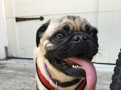 Мопс Уинстон стал первой собакой с коронавирусом в США - РИА Новости,  29.04.2020