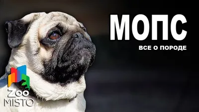 Мопс - Все о породе собаки | Собака породы Мопс - YouTube