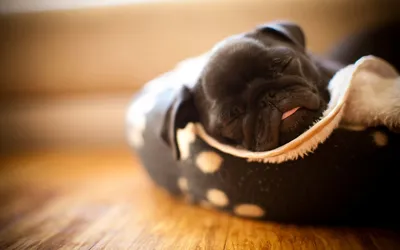 Маленький чёрный щенок мопса спит | Обои для телефона