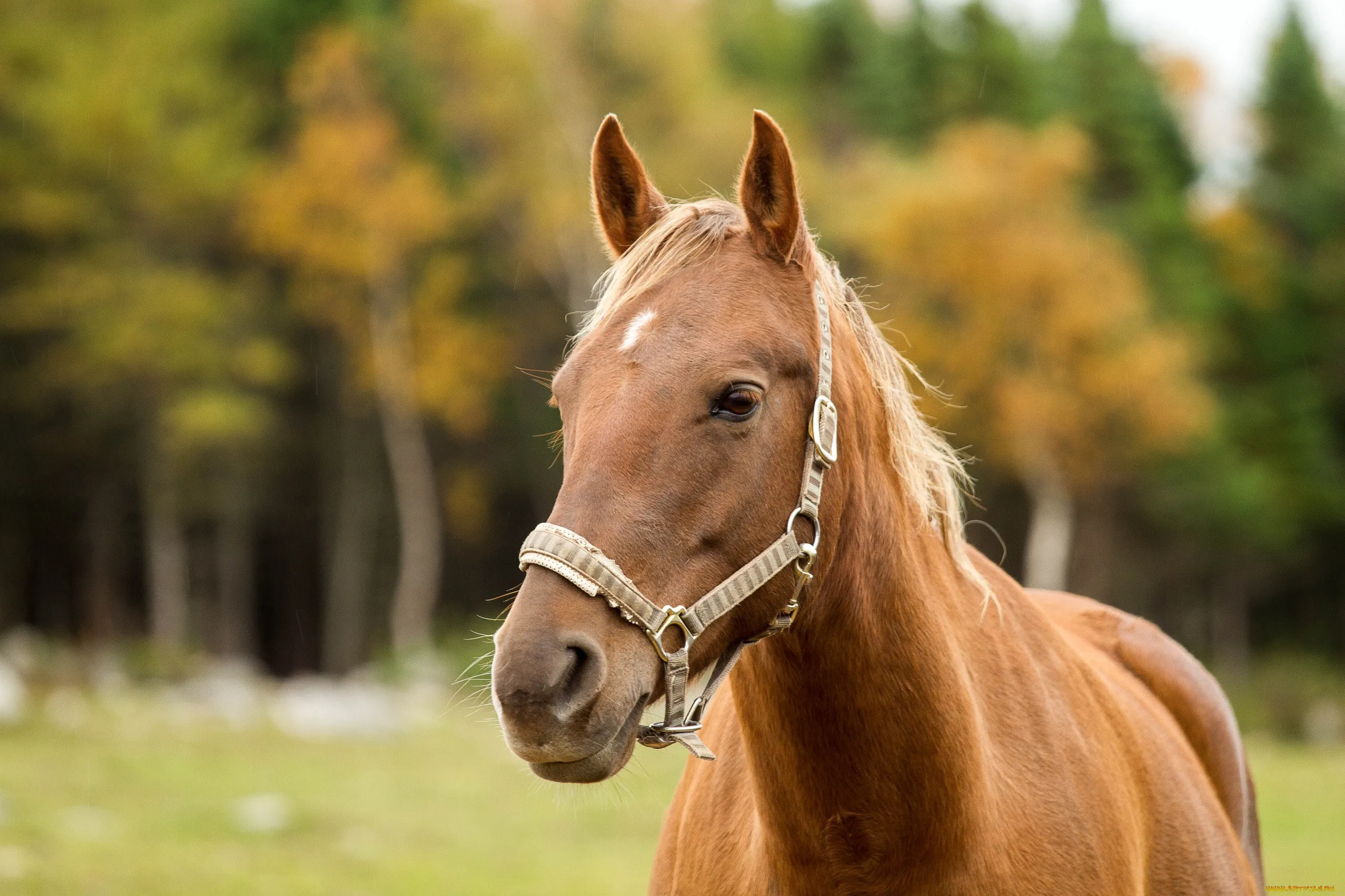 Horse voice. Морда лошади. Картинки лошадей. Красивые лошади. Лошадка картинка.