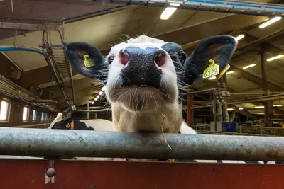 Морда коровы стоковое изображение. изображение насчитывающей ноздри -  173299517
