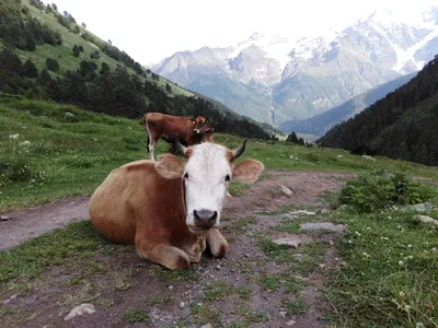Корова Говядина Морда - Бесплатное фото на Pixabay - Pixabay