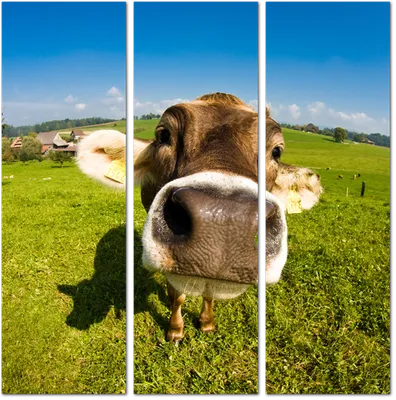 Lucky Cows или Коровы, которым повезло! | События и Мнения