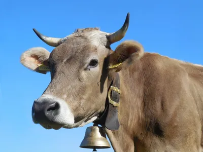 картинки : Корова, Крупный рогатый скот, как млекопитающее, Рог, Фауна,  молочная корова, небо, Коровьего козла, Морда, Пастбище, Бык, домашний  скот, Дикая природа, Выпас скота, Texas longhorn 1925x1444 - Sabine -  1448289 - красивые картинки - PxHere