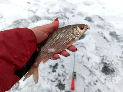 Рассказываем, почему зимняя мормышка такая уловистая снасть - Статьи о  рыбалке на tatfisher.ru