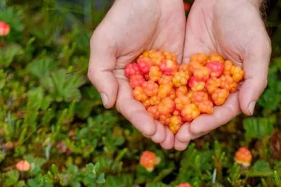 ✓ Морошка: описание и полезные свойства ягоды, виды и сорта, где растет и  как выглядит