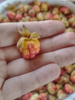Ягода Морошка - «Морошка - вкусная и полезная ягода. Как растет, когда  собирать и ее полезные свойства» | отзывы