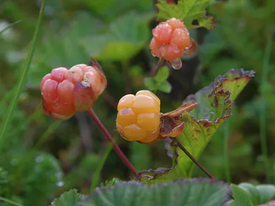 Фотокаталог растений: Морошка (Rubus chamaemorus)