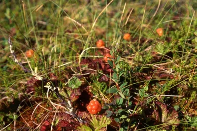 https://ru.pngtree.com/freebackground/cloudberry-in-mountain-day-meadow-photo_2308902.html