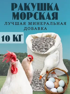 Морская курица птица - картинки и фото poknok.art