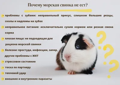 Столичные ветеринары рассказали, как ухаживать за морскими свинками /  Новости города / Сайт Москвы