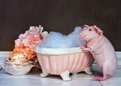 Голая морская свинка позирует в ванной | Пикабу