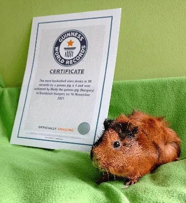 Морская свинка Молли побила мировой рекорд по слэм-данку — Сноб