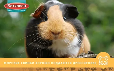 Сухой корм для грызунов Природа коктейль Морская свинка купить в Киеве по  91 грн | DAMBO