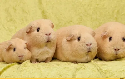 Морские свинки, пин🐷🐹 | Guinea pigs, Pig wallpaper, Cute guinea pigs