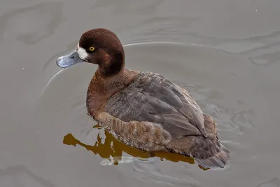 картинки : утка, Водяная птица, клюв, Водоплавающих птиц, Утки, geese and  swans, воды, Дикая природа, Унылый, крыло, перо, морские птицы, кряква,  домашний скот, Слияние 4630x3091 - - 1510505 - красивые картинки - PxHere