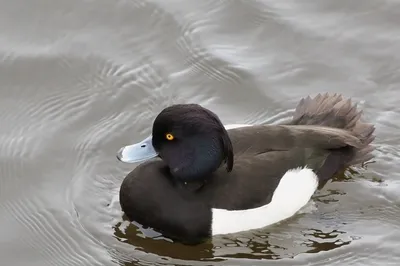 Малая морская чернеть - eBird