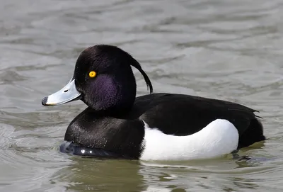 Утки на дереве у воды — Фото №1435193