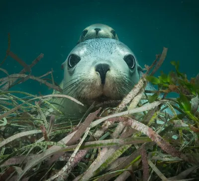 Калифорнийский морской лев - самый грциозный представитель ластоногих |  Nature around the World | Дзен