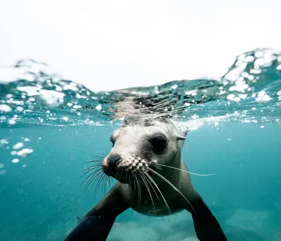 Морской котик плавает под водой - обои для рабочего стола, картинки, фото