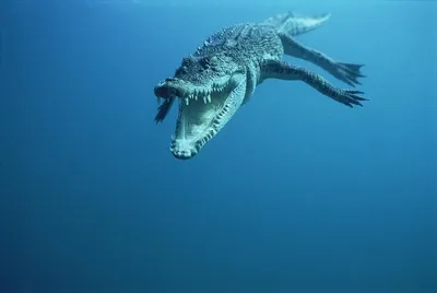Крокодил-людоед попал в Книгу рекордов Гиннесса | ru.15min.lt